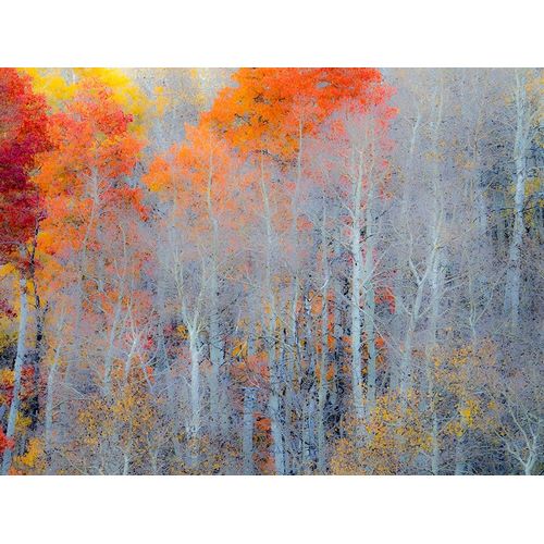 Utah-Logan Pass Autumn colors in Logan Pass Utah